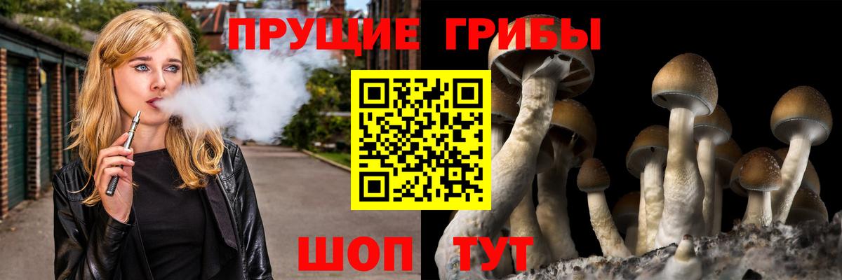 Кохма  Псилоцибиновые грибы Psilocybe  Вход с VPN 